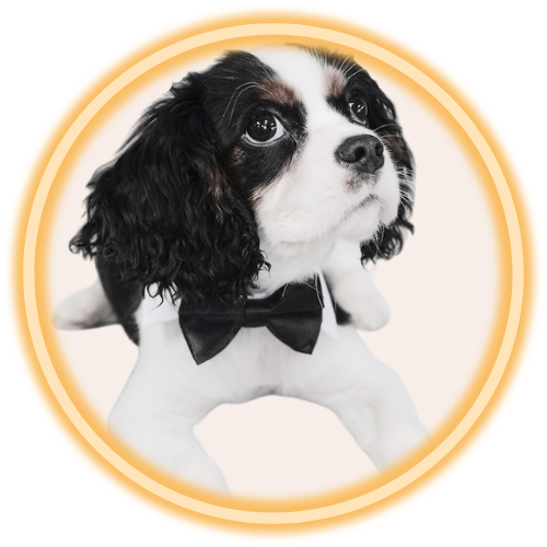Huckleberry